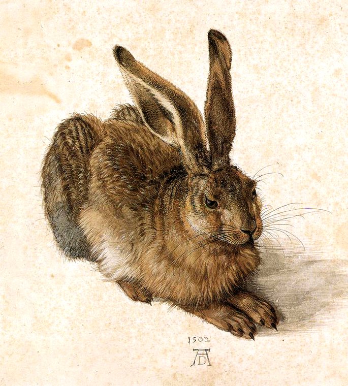 Liebre joven, 1502 acuarela