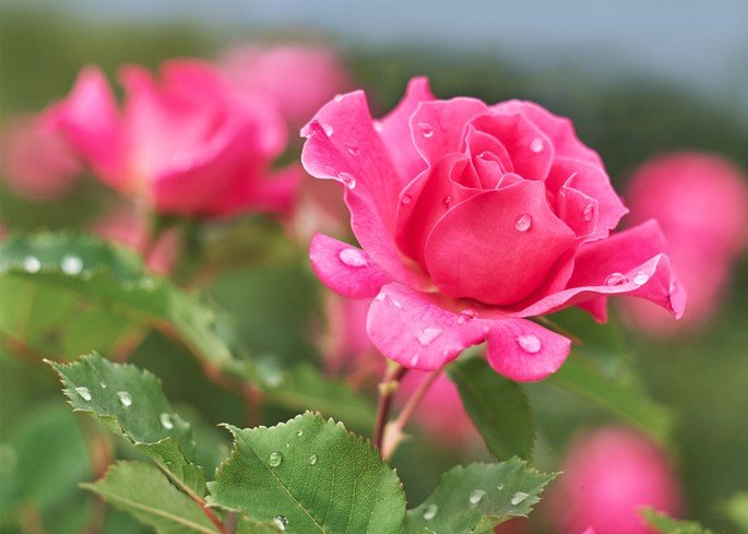 imagen rosa rosa con gotas de agua
